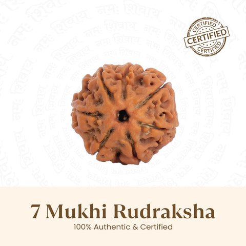 Nepal Origin 7 Mukhi Rudraksha