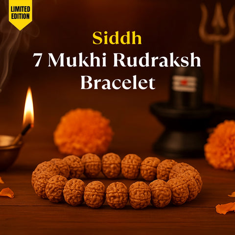 Siddh 7 Mukhi Rudraksha Bracelet