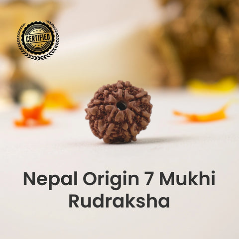 Nepal Origin 7 Mukhi Rudraksha - 17mm to 22mm