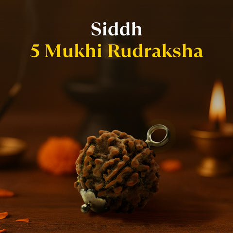 Kashi Siddh Nepal Origin 5 Mukhi Rudraksha