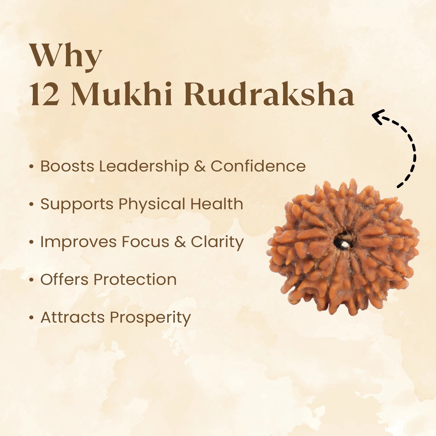 Nepal Origin 12 Mukhi Rudraksha benefits