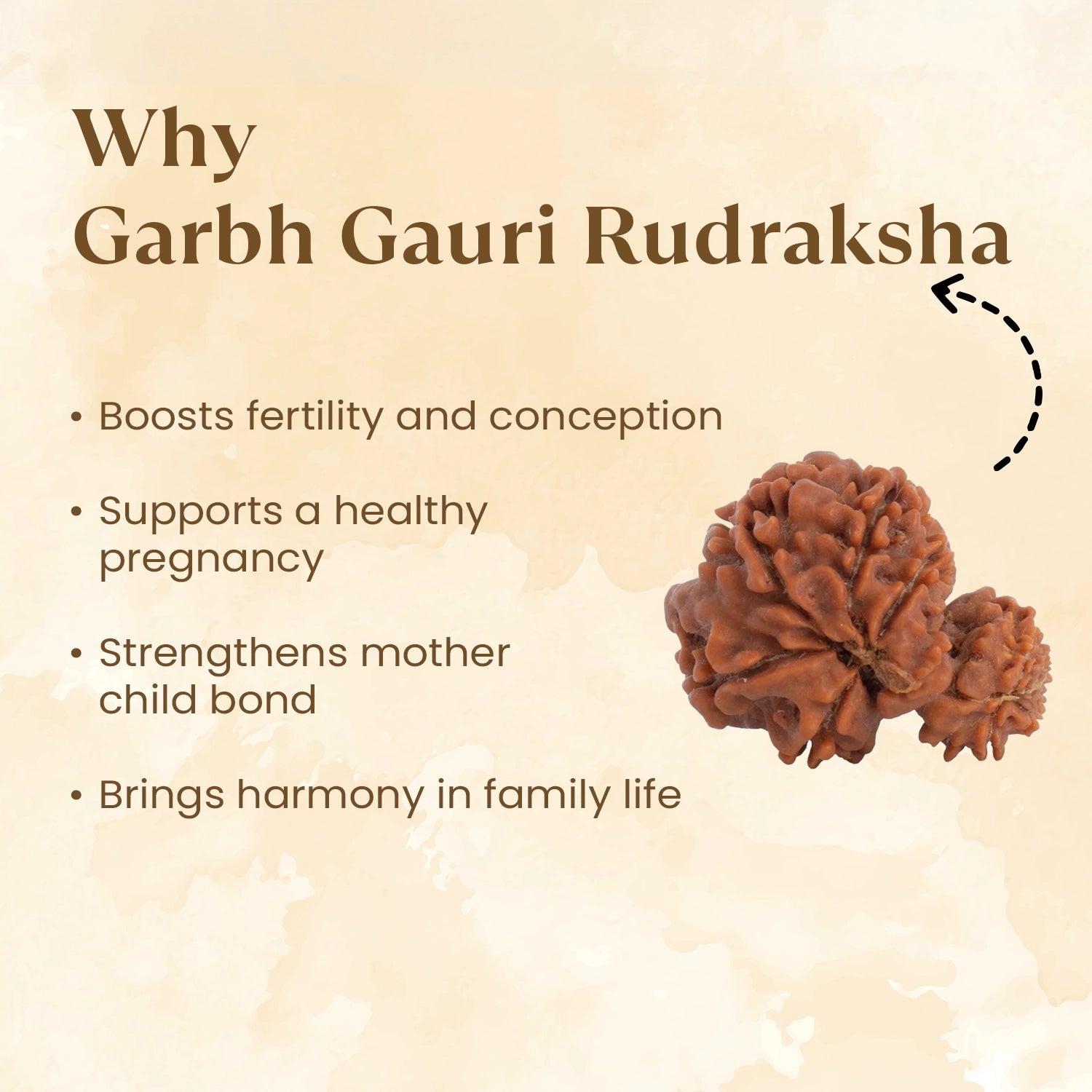 Nepal Origin Garbh Gauri Rudraksha benefits