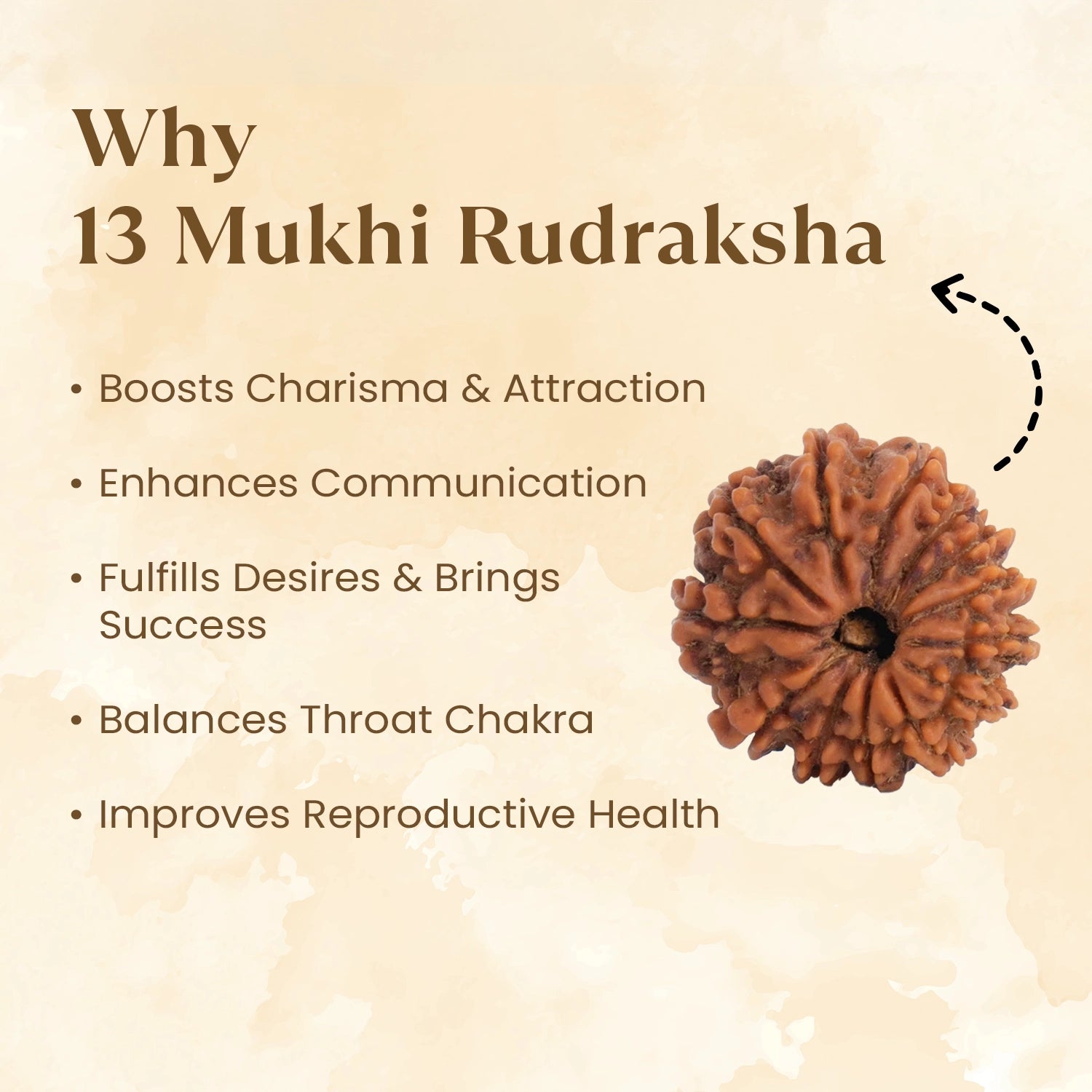 Nepal Origin 13 Mukhi Rudraksha benefits