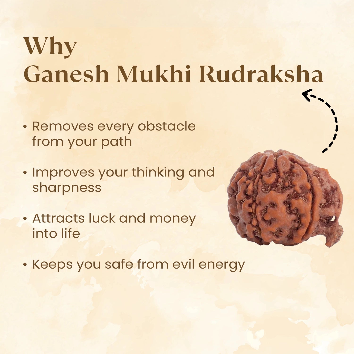 Nepal Origin Ganesh Mukhi Rudraksha