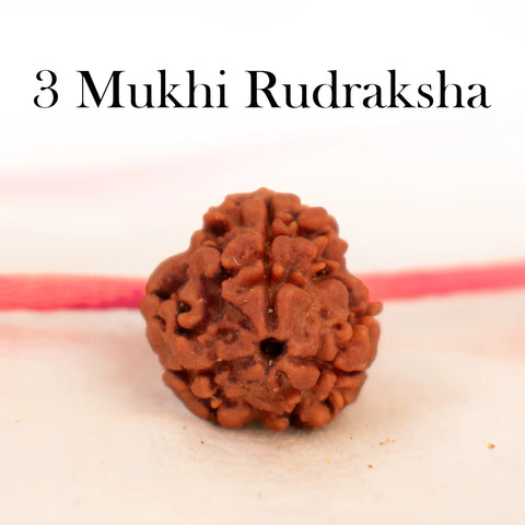 Nepal Origin 3 Mukhi Rudraksha
