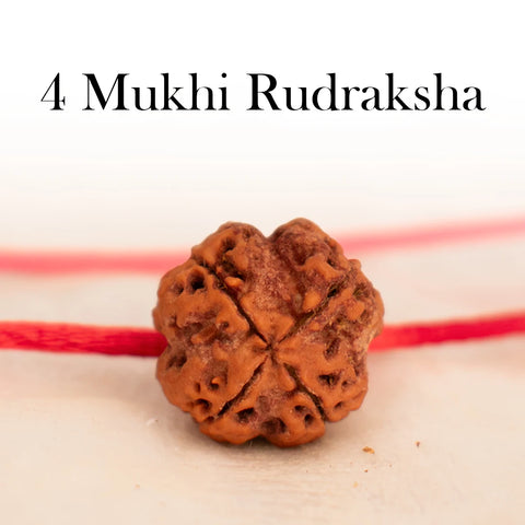 Nepal Origin 4 Mukhi Rudraksha
