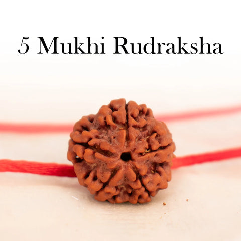 Nepal Origin 5 Mukhi Rudraksha
