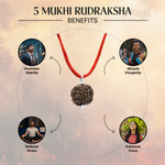 Nepal Origin 5 Mukhi Rudraksha- .