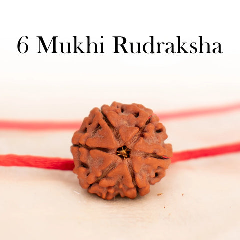 Nepal Origin 6 Mukhi Rudraksha