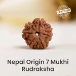 7 mukhi rudraksha