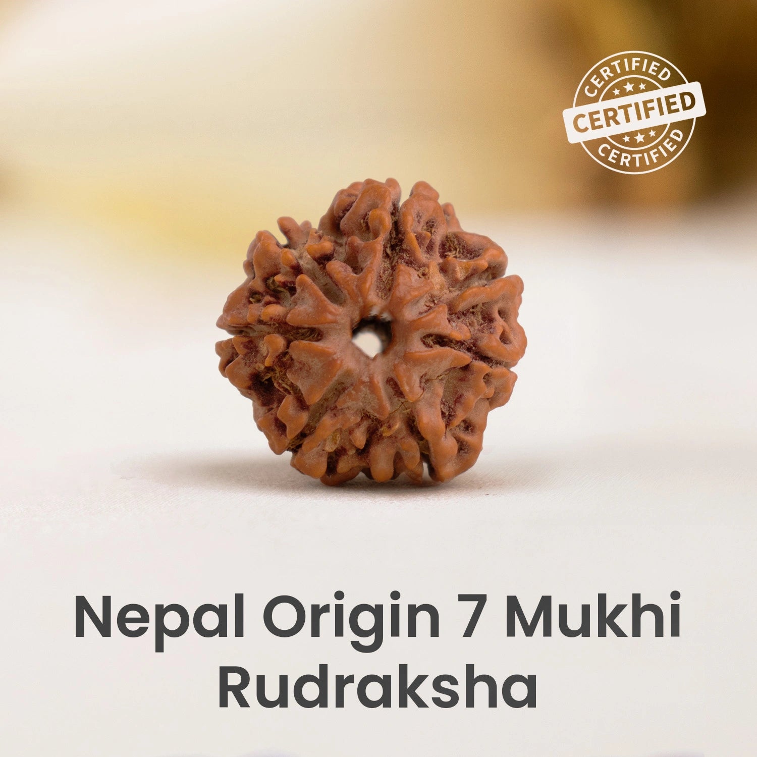 7 mukhi rudraksha