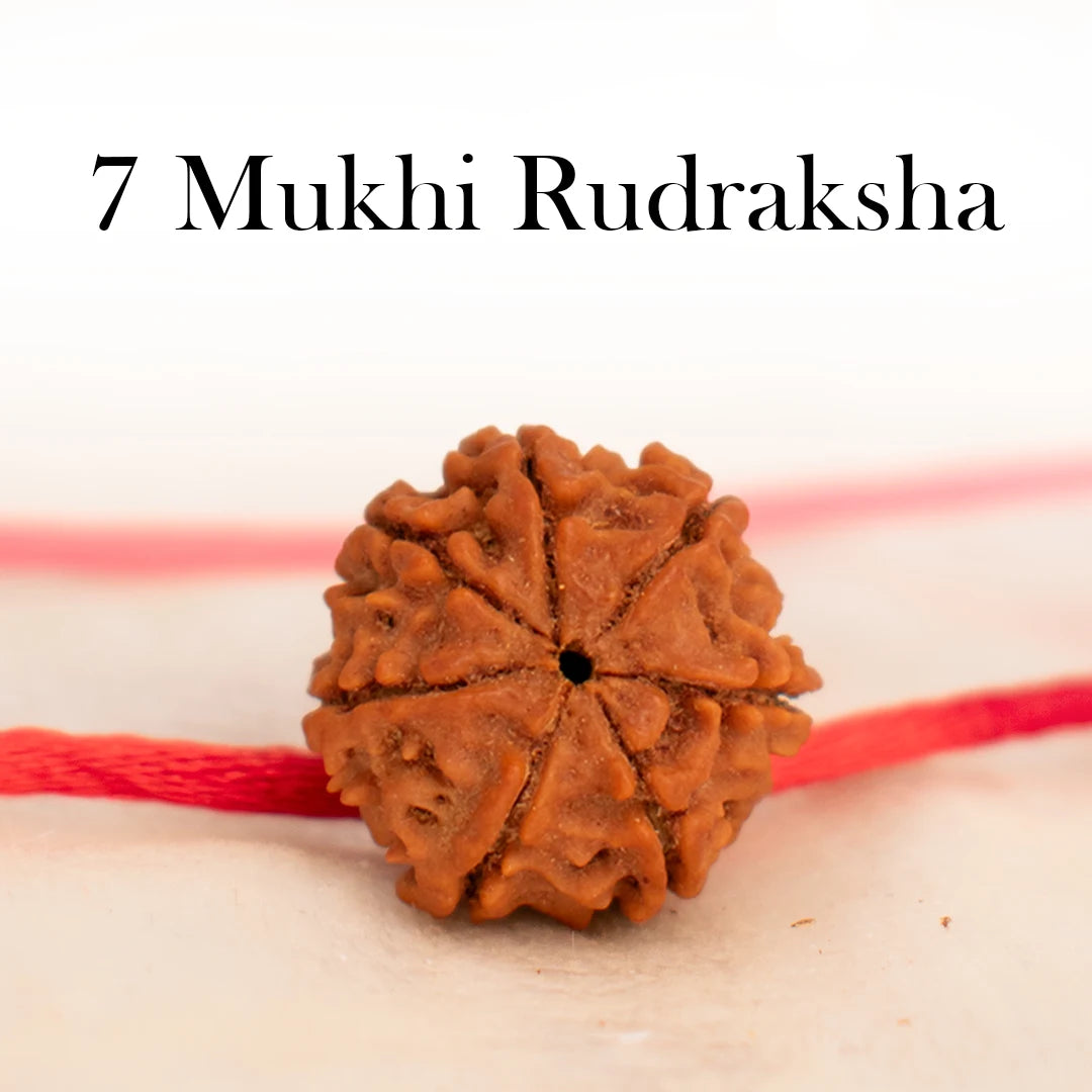 Nepal Origin 7 Mukhi Rudraksha