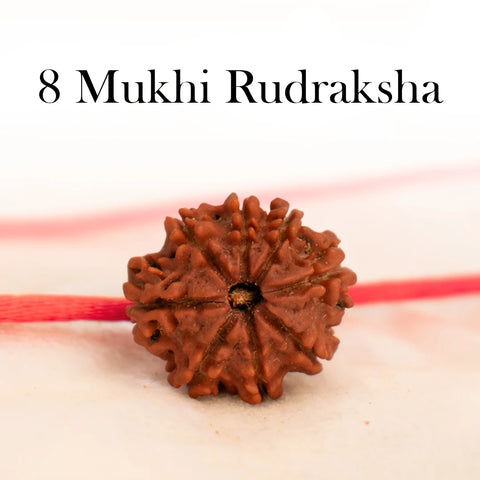 Nepal Origin 8 Mukhi Rudraksha