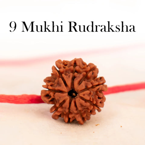 Nepal Origin 9 Mukhi Rudraksha