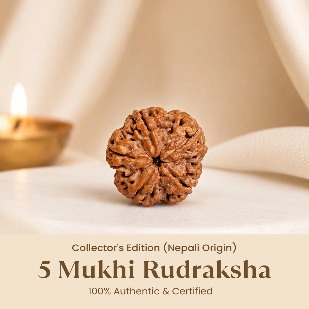 Collector's Edition 5 Mukhi Rudraksha (Nepali Origin)