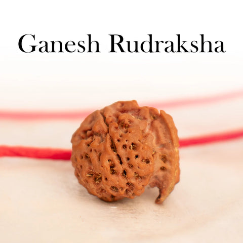 Nepal Origin Ganesh Mukhi Rudraksha