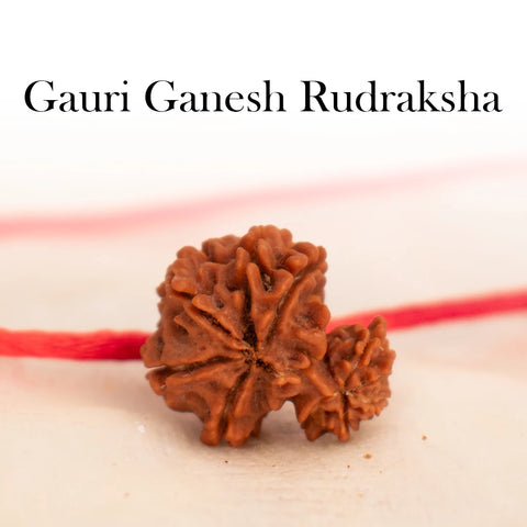Nepal Origin Garbh Gauri Rudraksha
