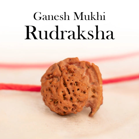 Nepal Origin Ganesh Mukhi Rudraksha