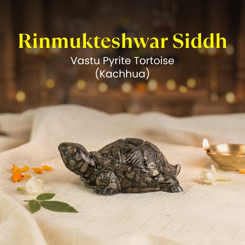 Rinmukteshwar Siddh Pyrite Tortoise