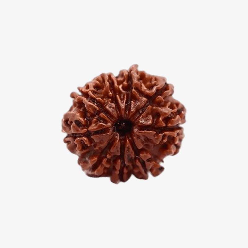 Nepal Origin 9 Mukhi Rudraksha